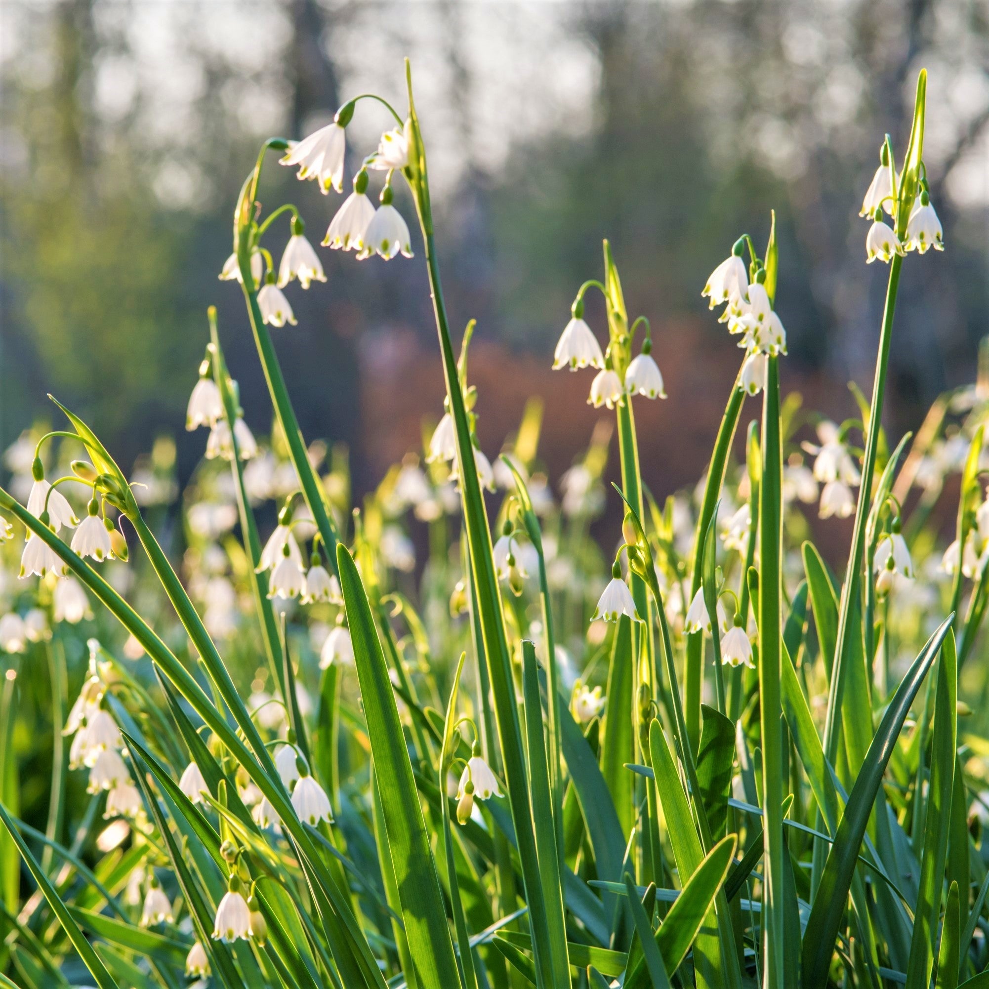 Leucojum - Gravetye Giant