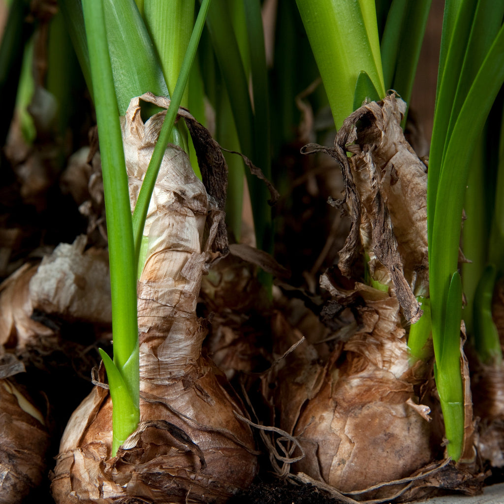Leucojum - Gravetye Giant