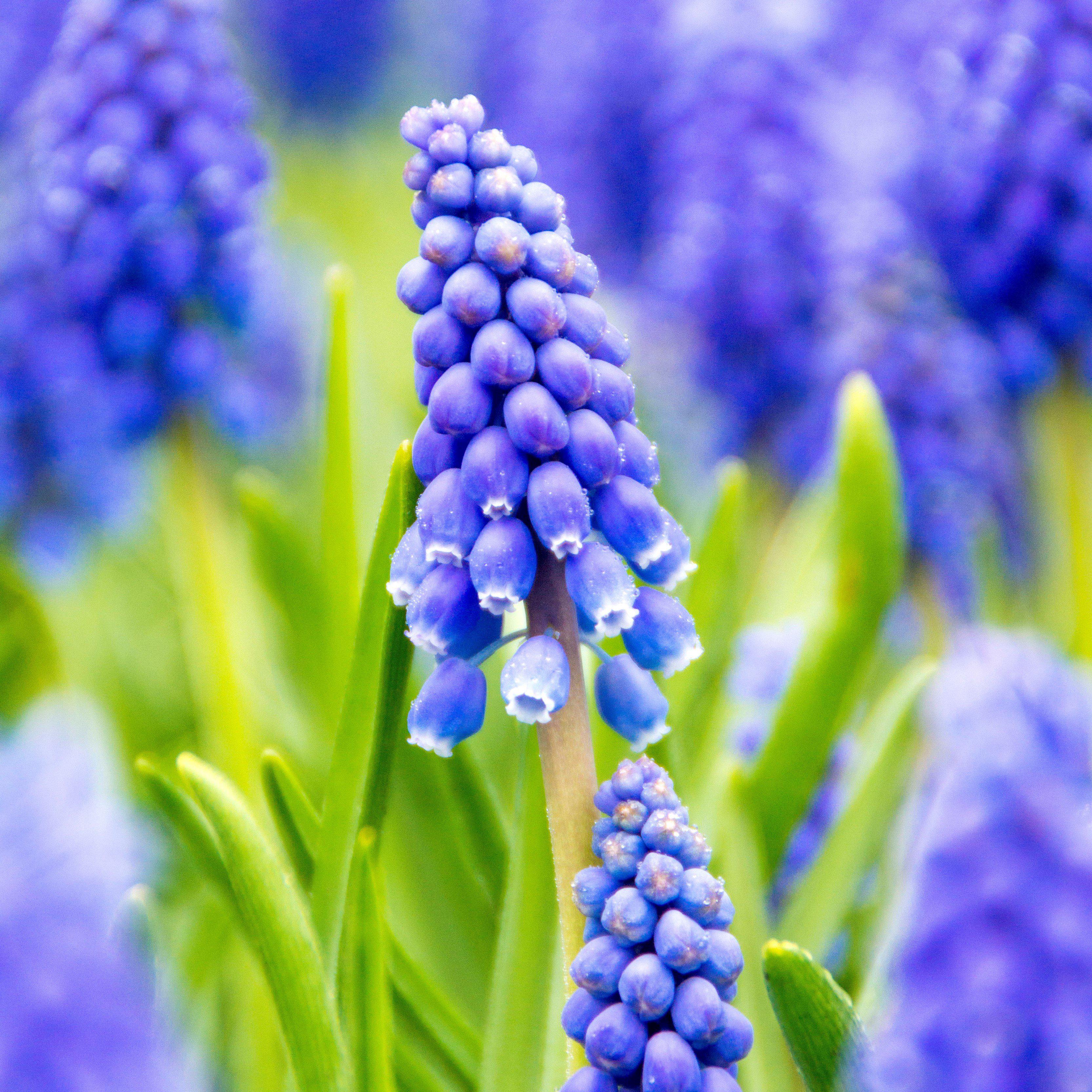 Anemone & Muscari - Fun & Flirty Blend