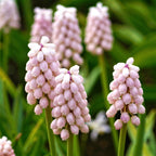 Muscari - Grape Hyacinth Pink Surprise