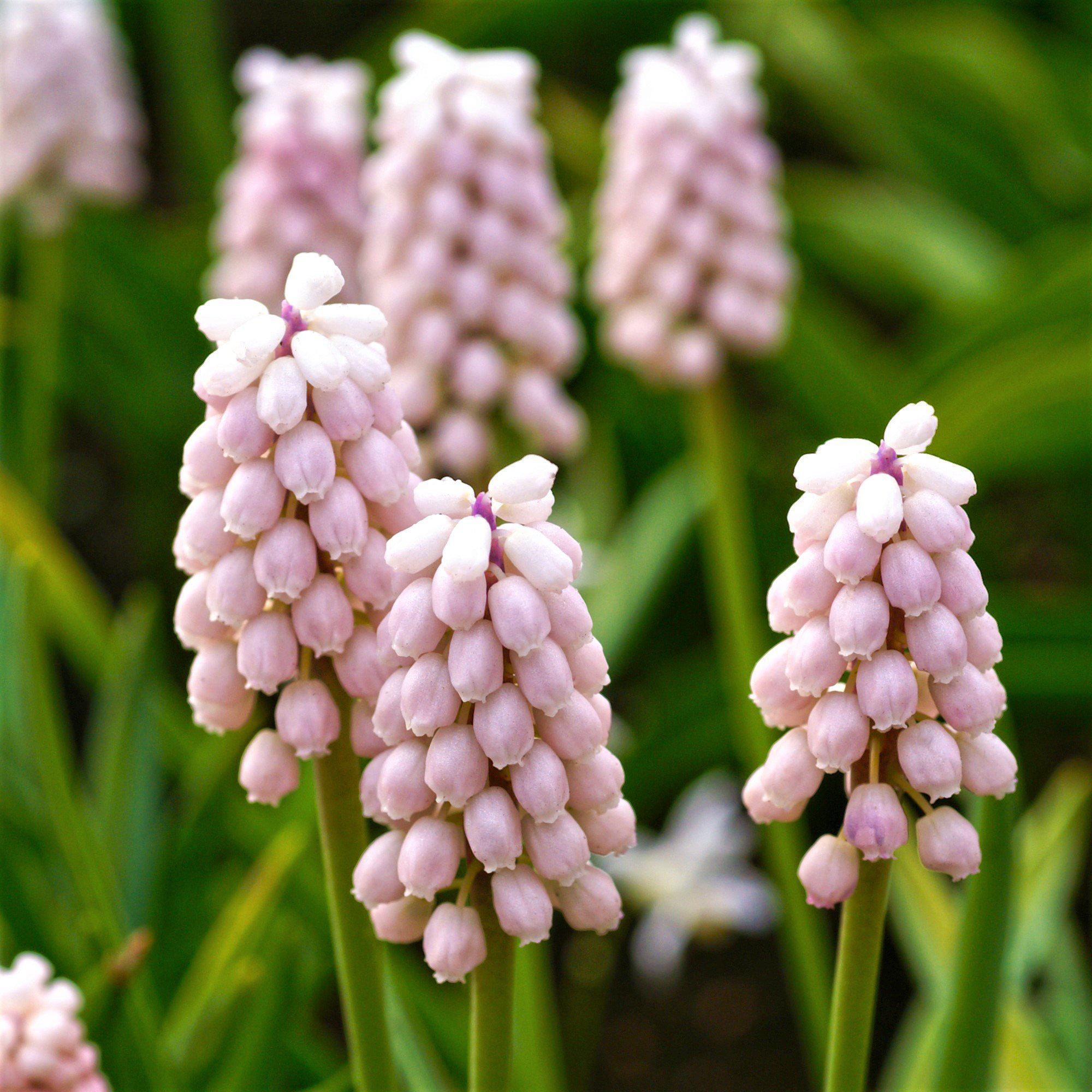 Muscari - Grape Hyacinth Pink Surprise