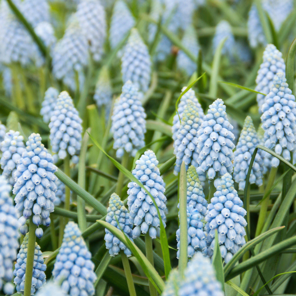 Muscari - Grape Hyacinth Valerie Finnis