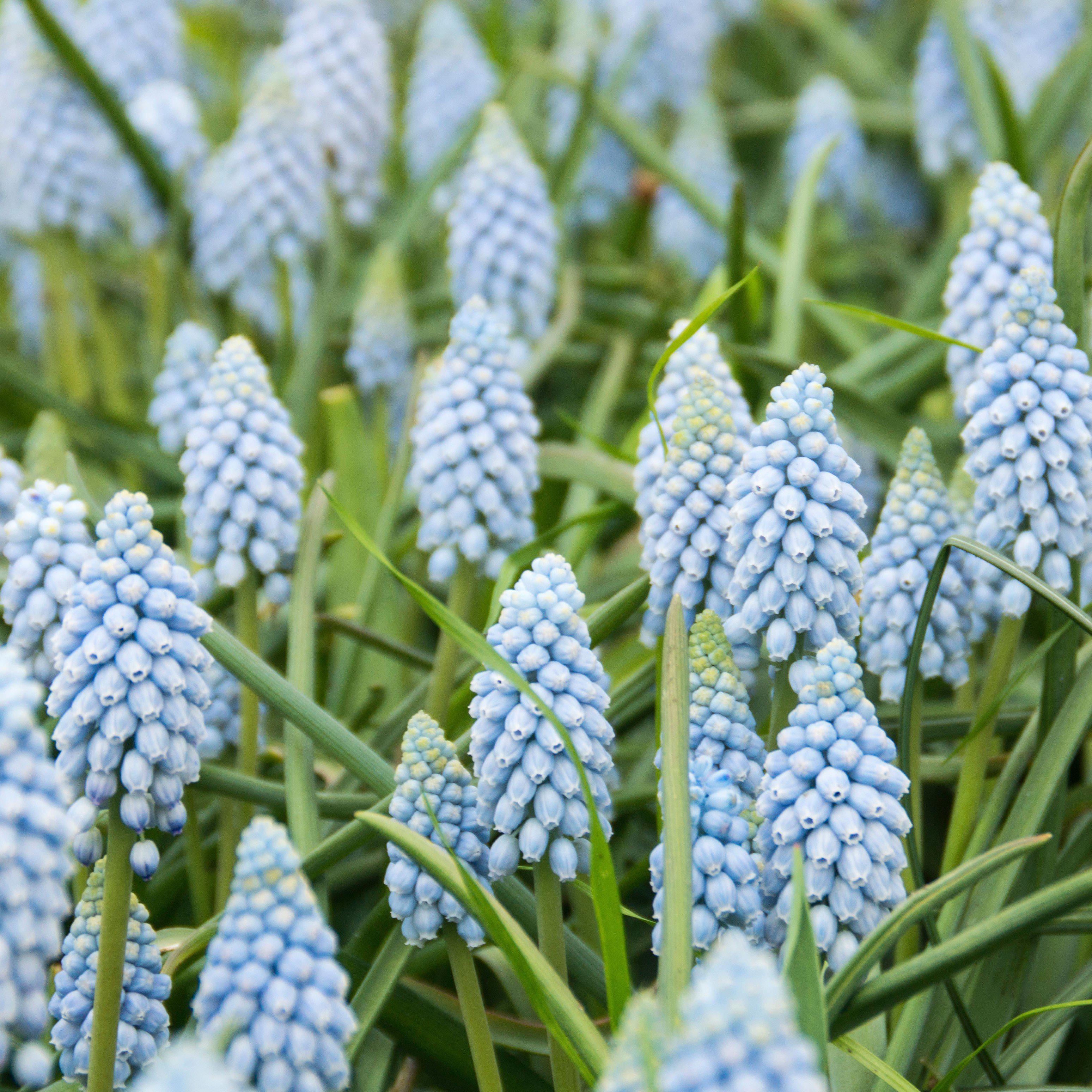 Muscari - Grape Hyacinth Valerie Finnis