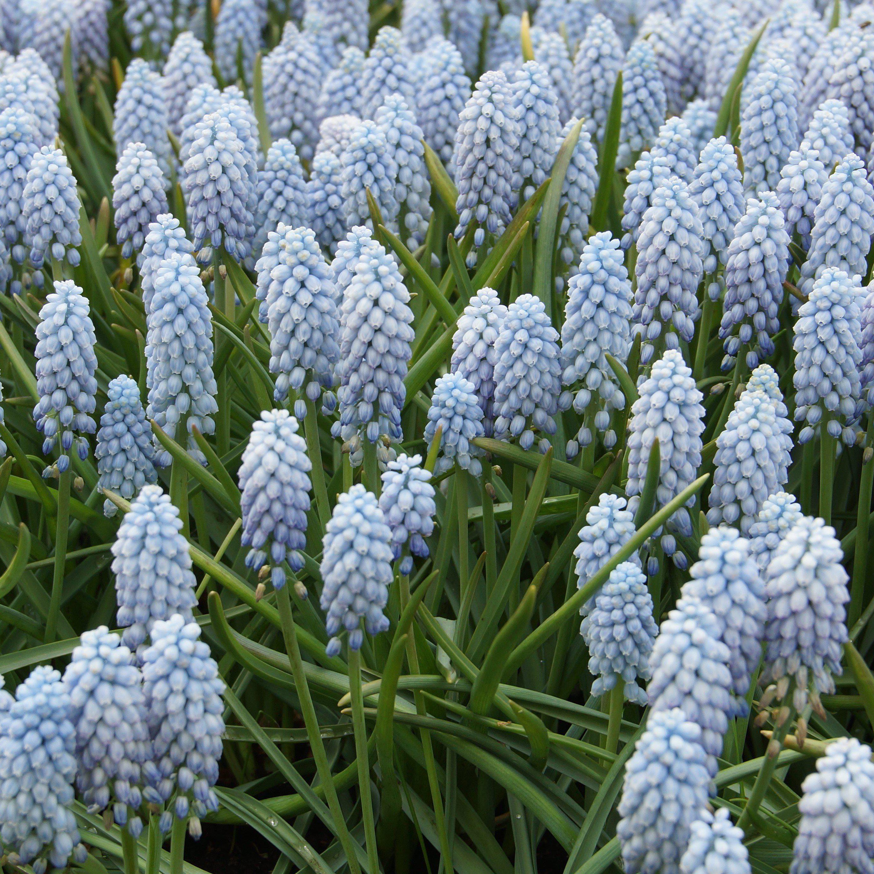 Muscari - Grape Hyacinth Valerie Finnis