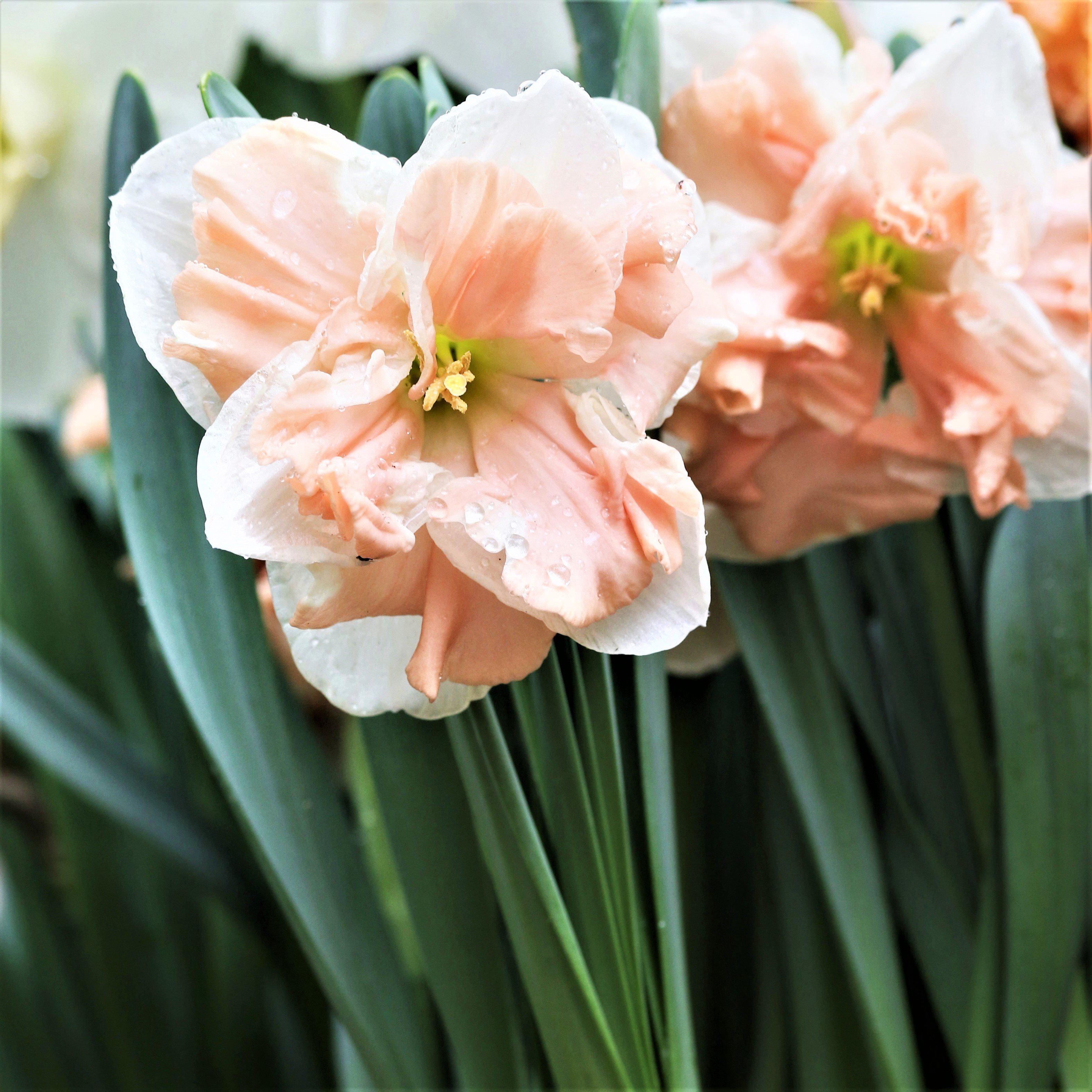 Narcissus - Daffodil Apricot Whirl