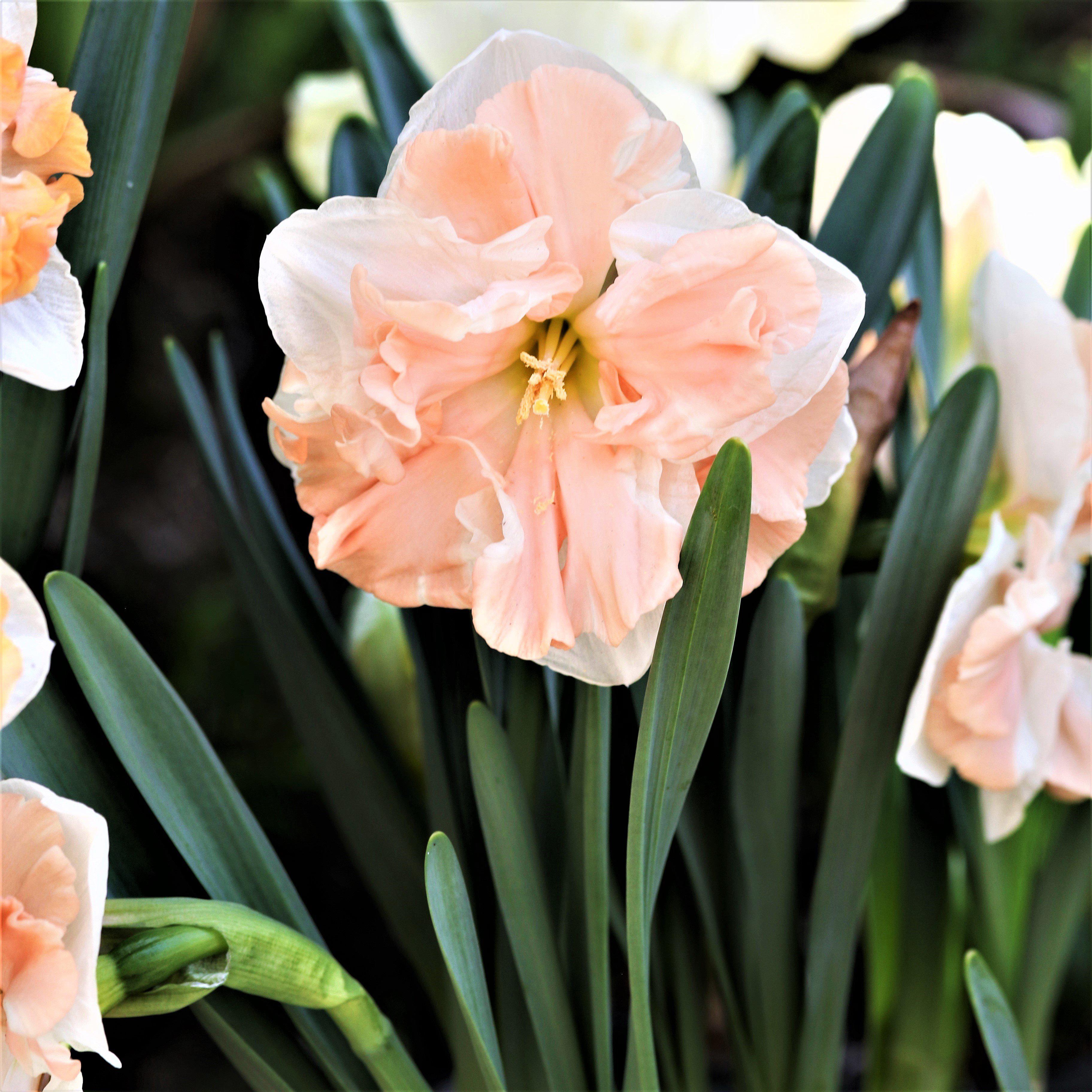 Narcissus - Daffodil Apricot Whirl