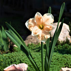 Narcissus - Daffodil Apricot Whirl