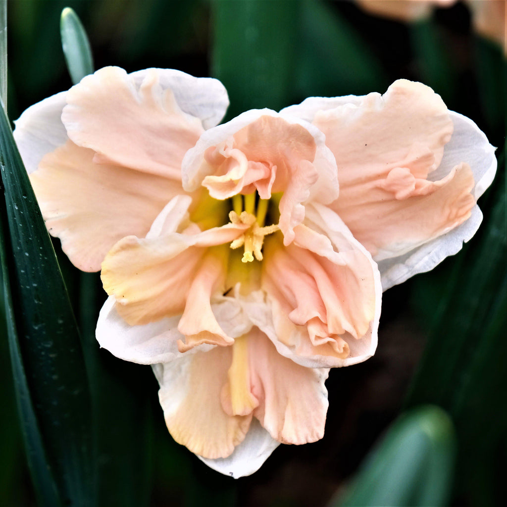 Narcissus - Daffodil Apricot Whirl