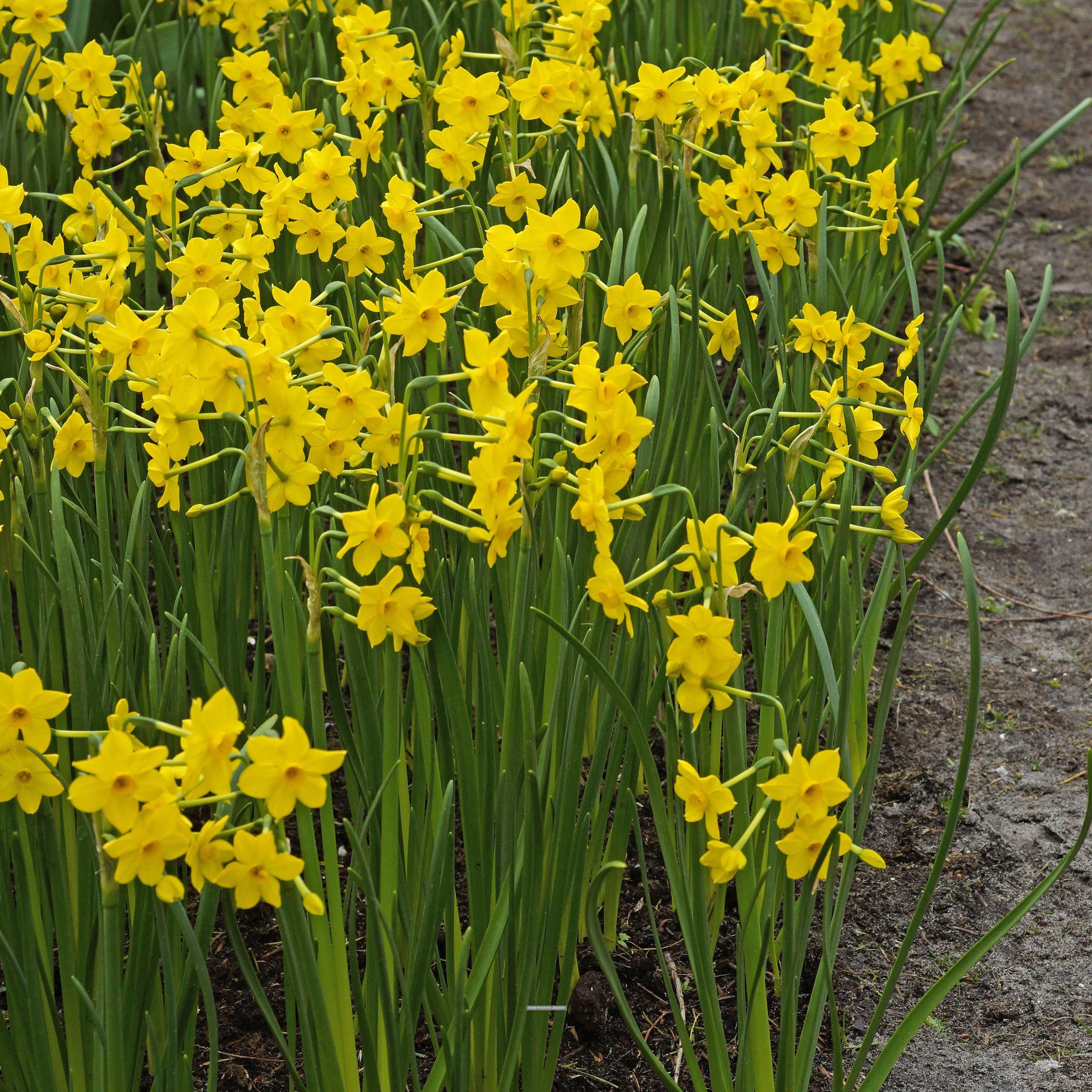 Narcissus - Daffodil Baby Boomer