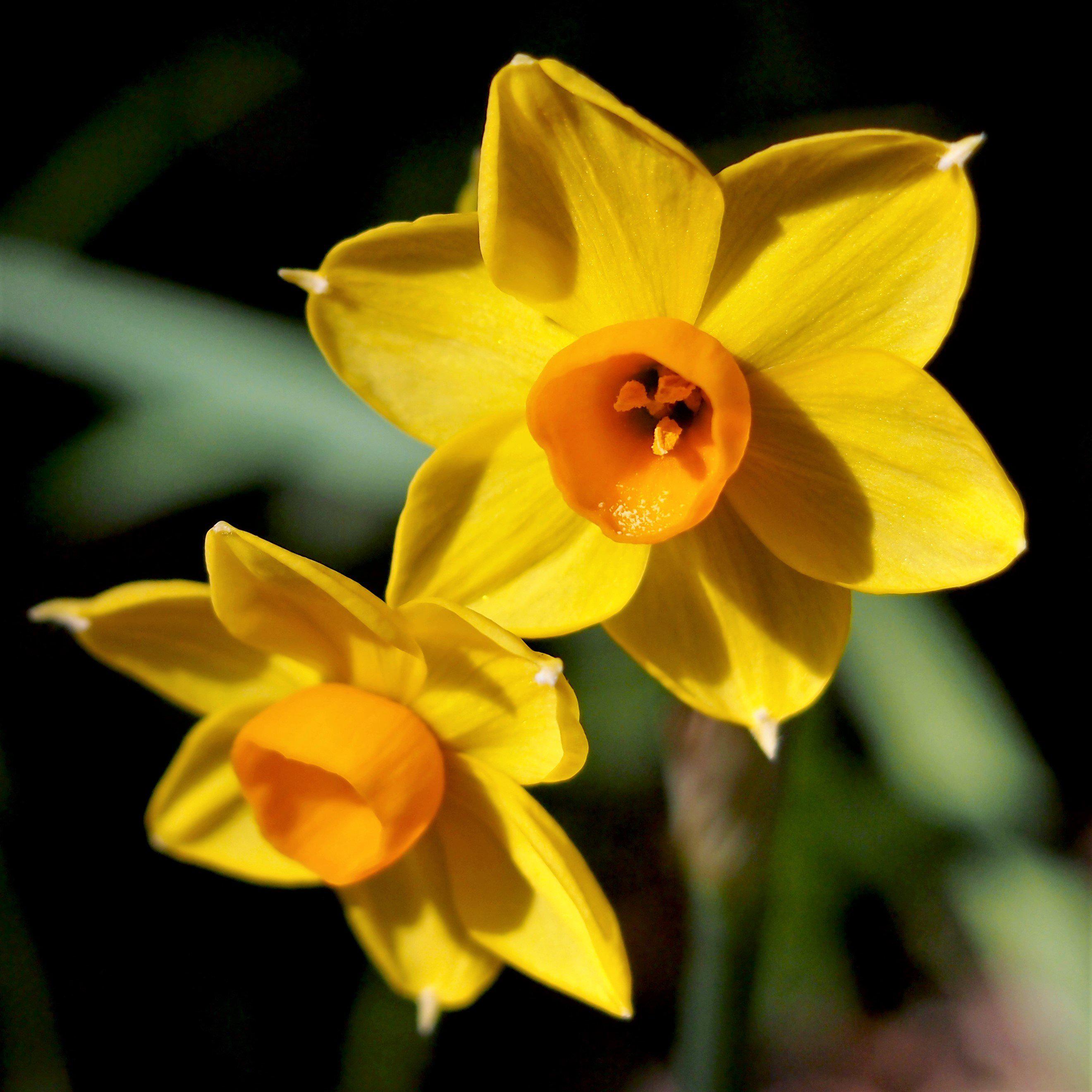 Narcissus - Daffodil Sweet Petite Mix