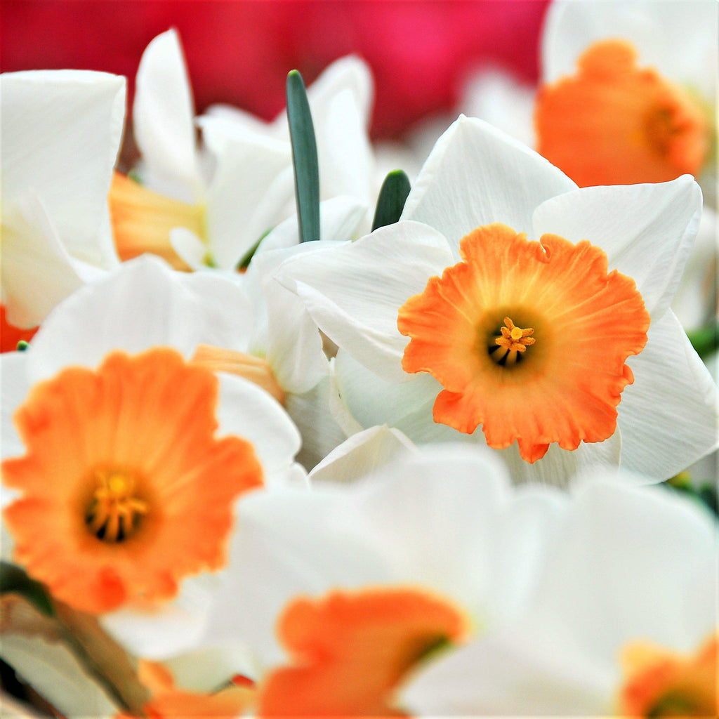 Narcissus - Daffodil Barrett Browning