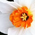 Narcissus - Daffodil Barrett Browning
