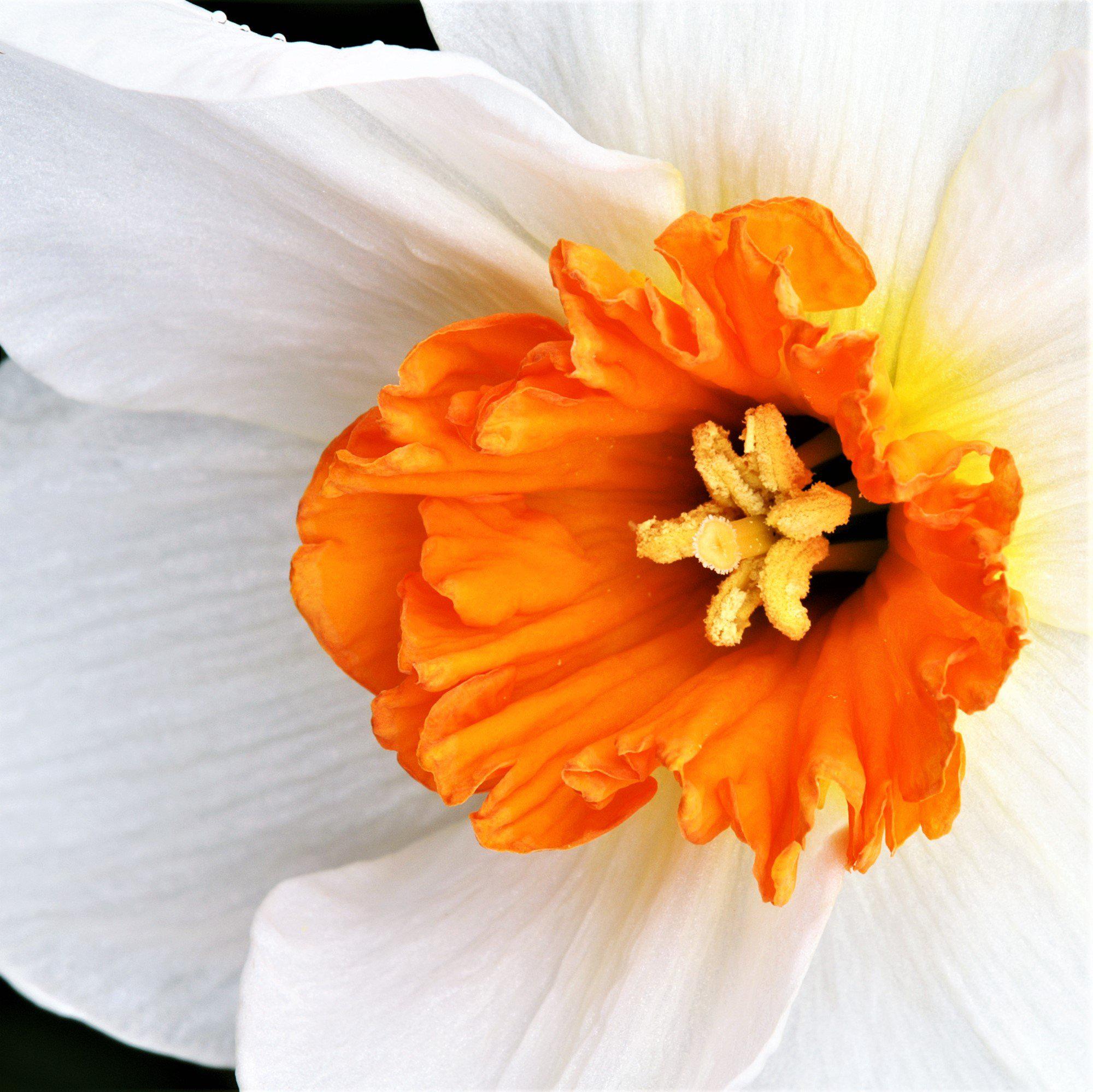 Narcissus - Daffodil Barrett Browning