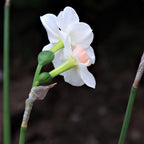 Narcissus - Daffodil Bell Song
