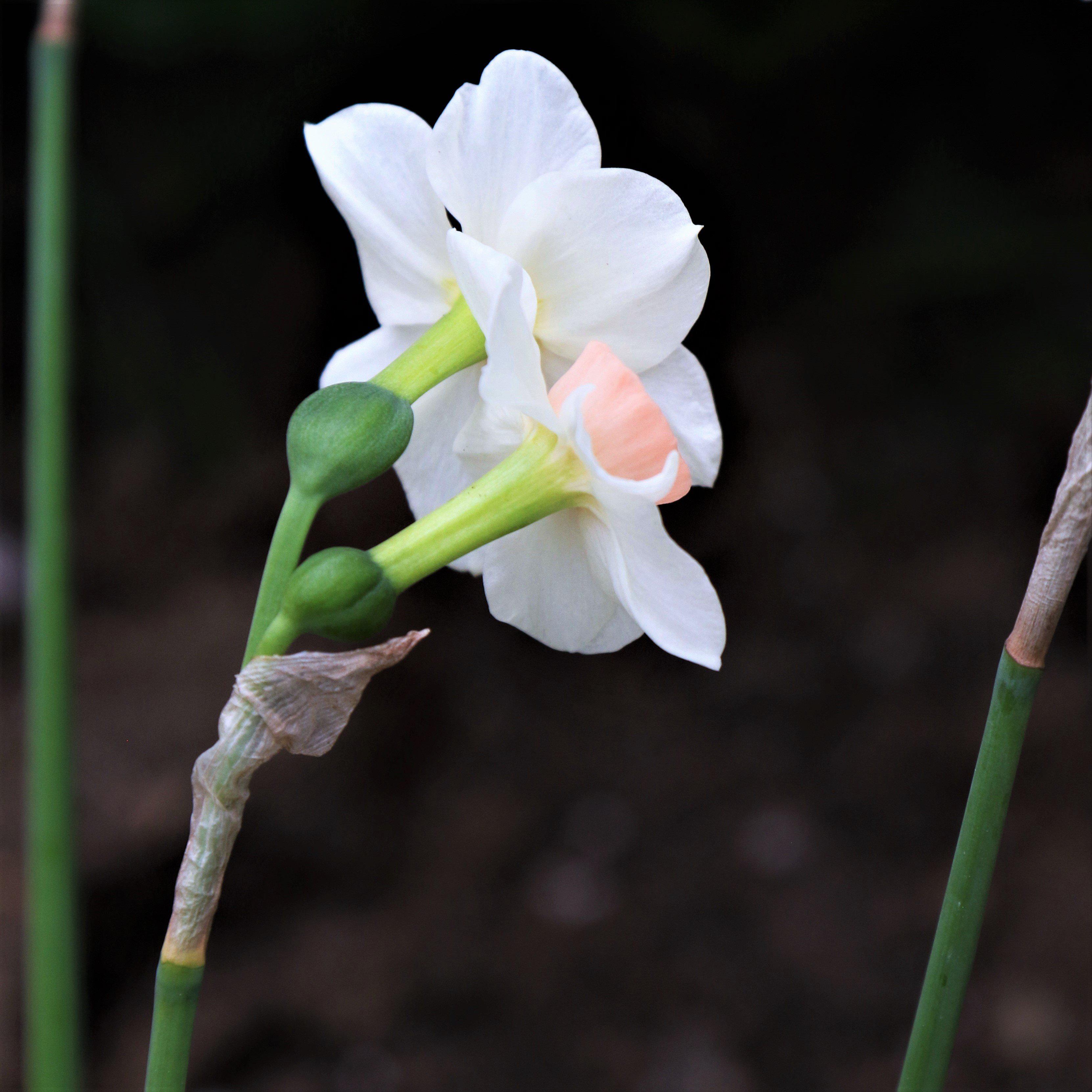 Narcissus - Daffodil Bell Song