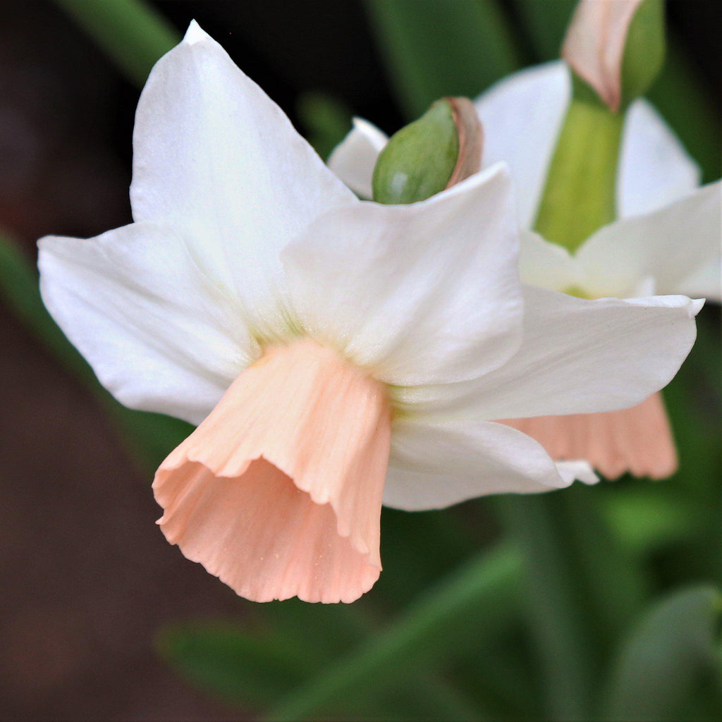 Narcissus - Daffodil Bell Song