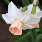 Narcissus - Daffodil Bell Song
