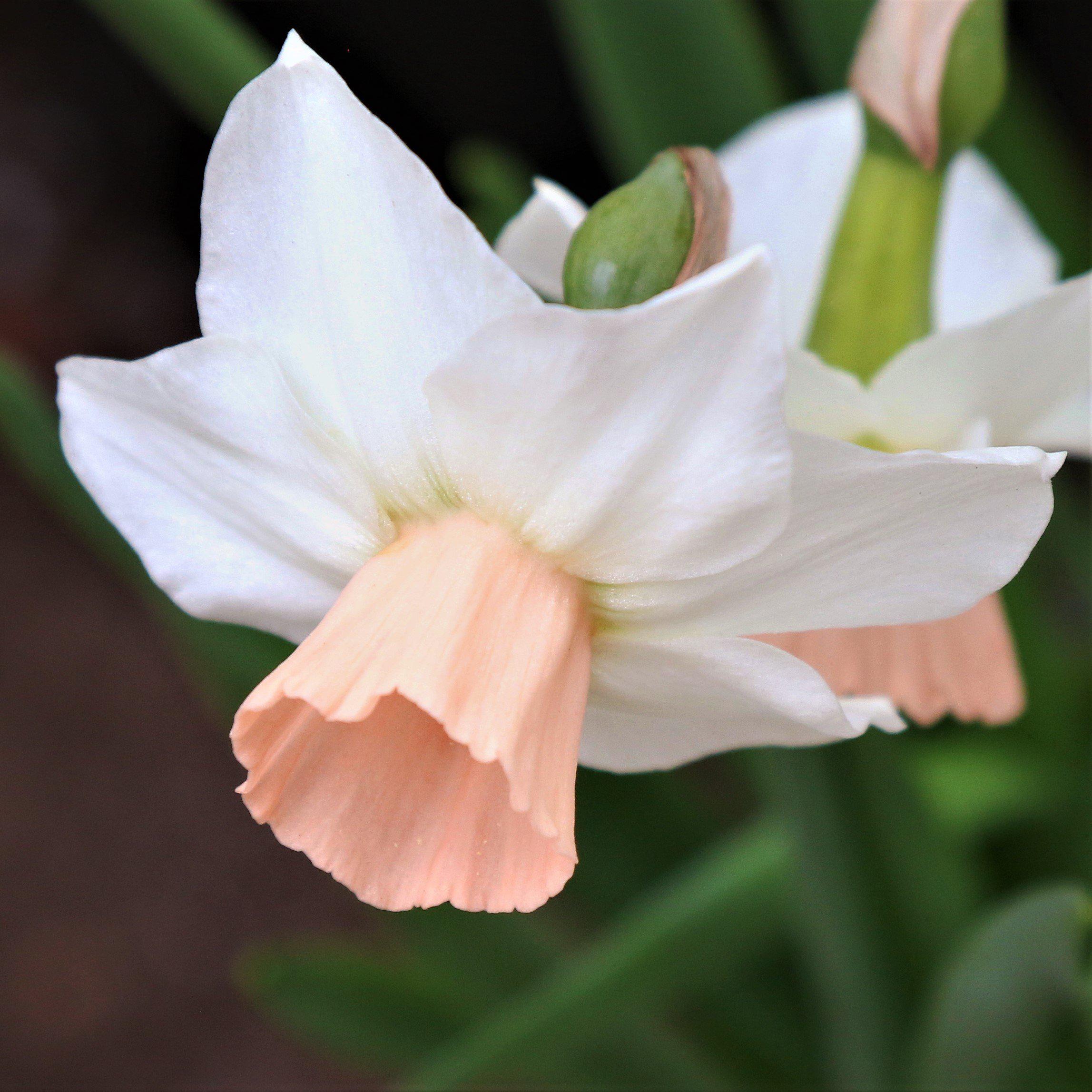 Narcissus - Daffodil Bell Song