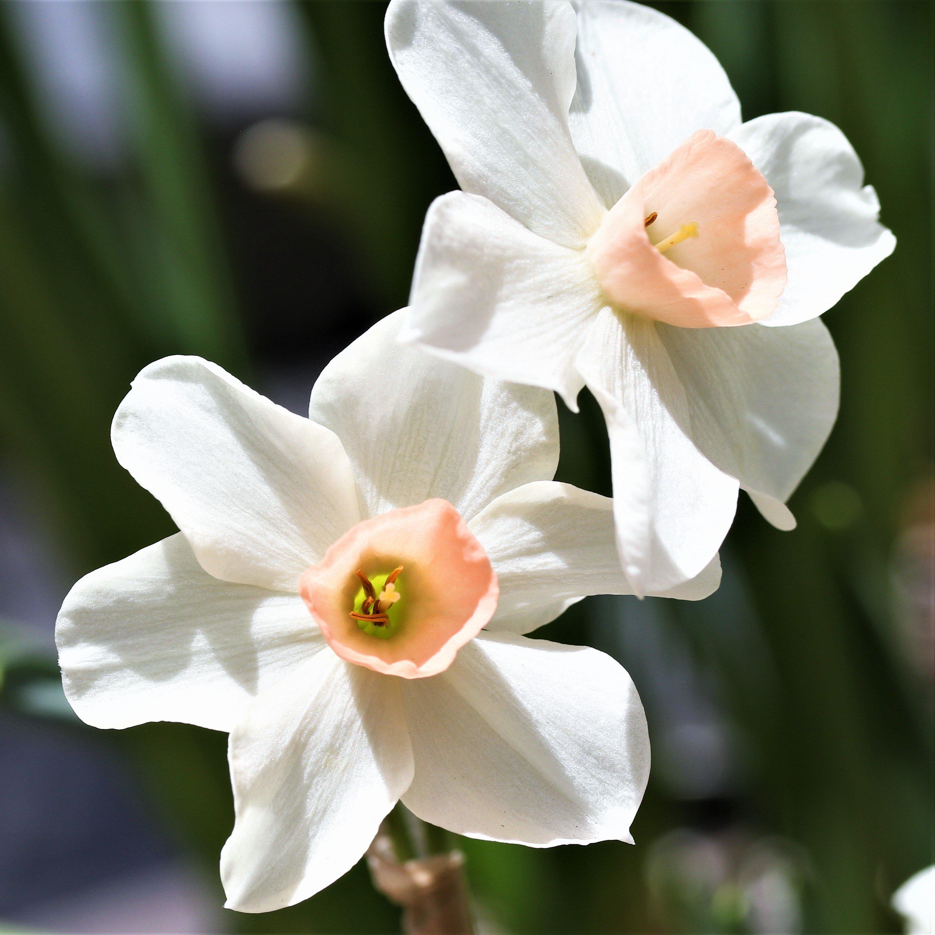 Narcissus - Daffodil Bell Song