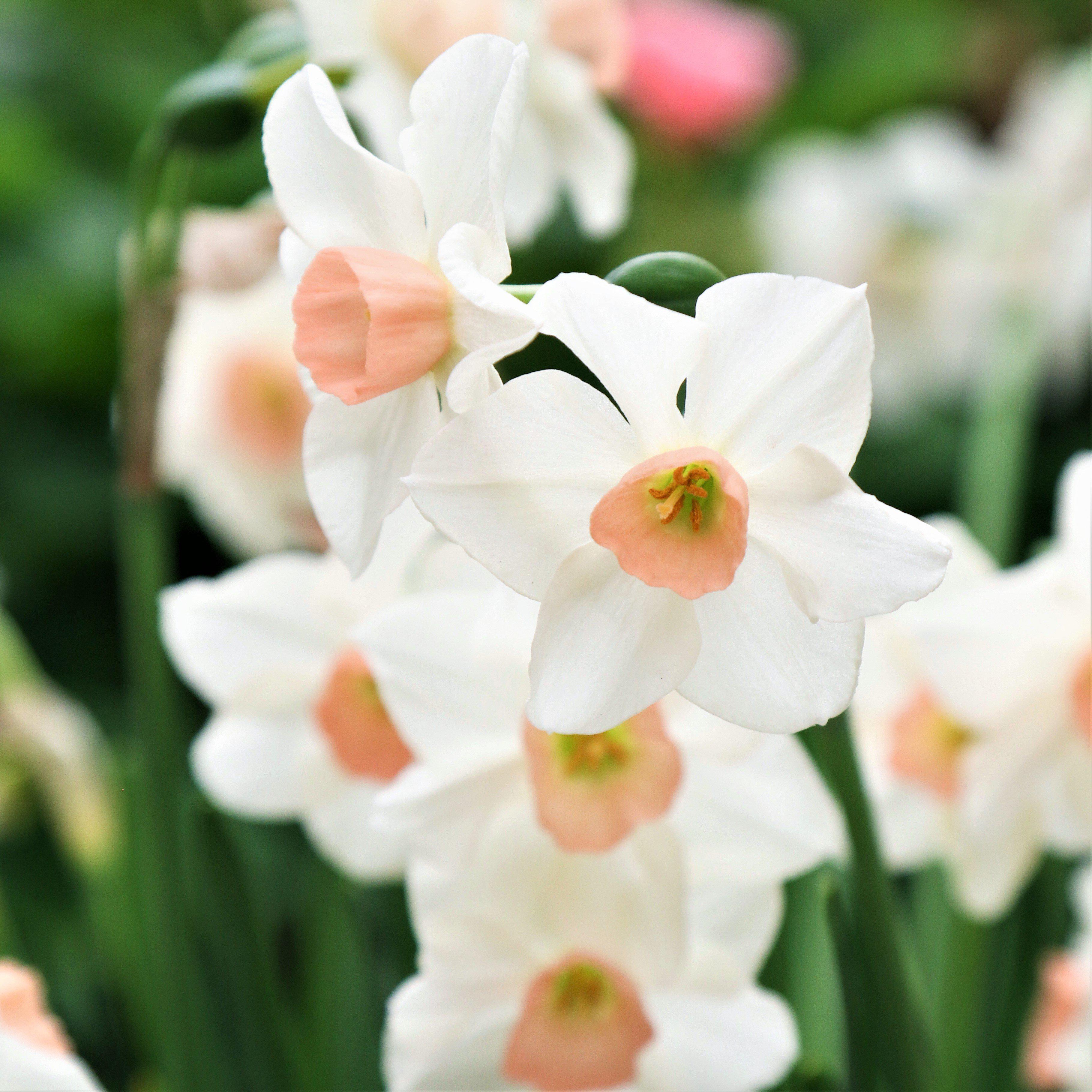 Narcissus - Daffodil Bell Song