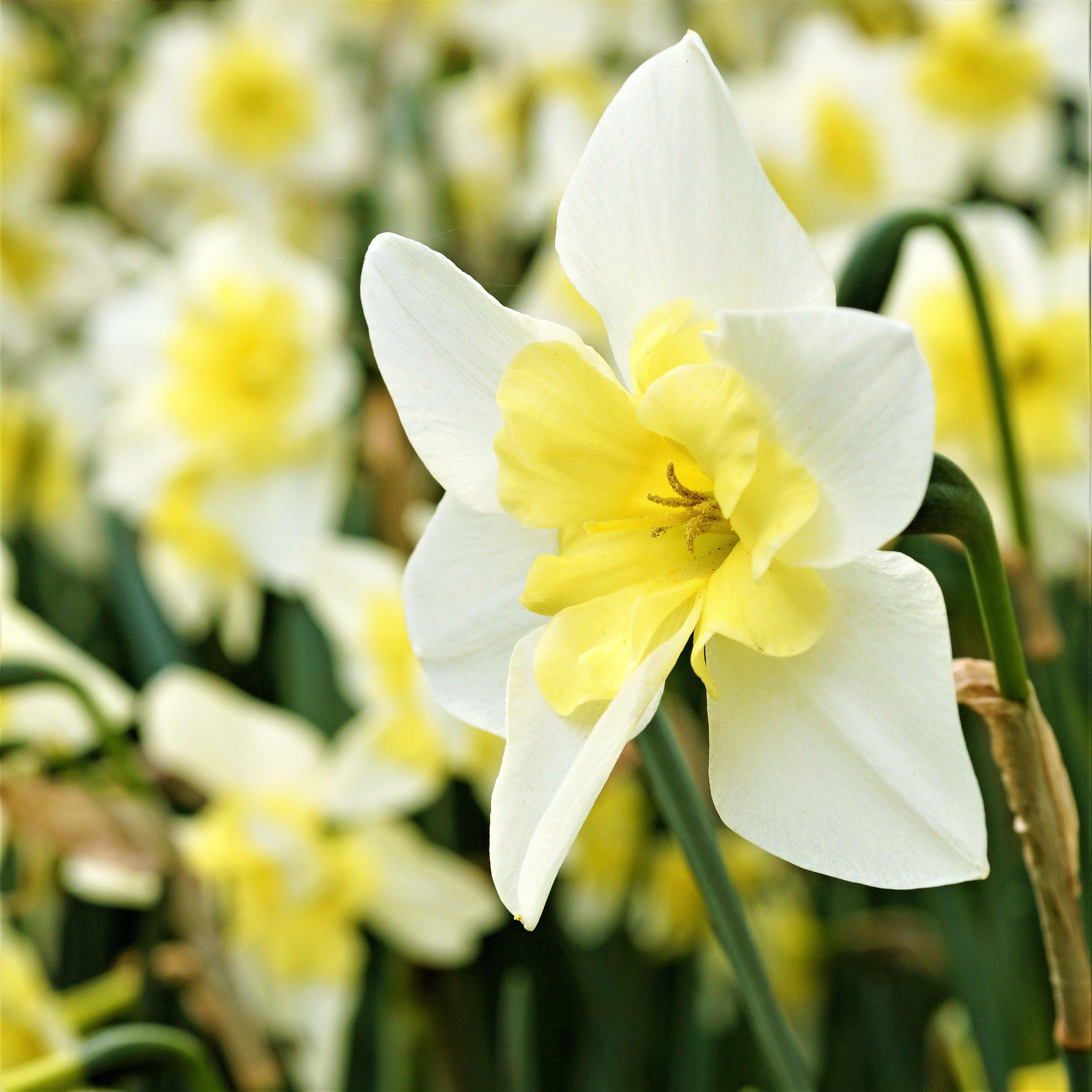 Narcissus - Daffodil Bella Estrella
