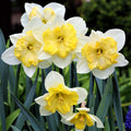 Narcissus - Daffodil Bella Estrella