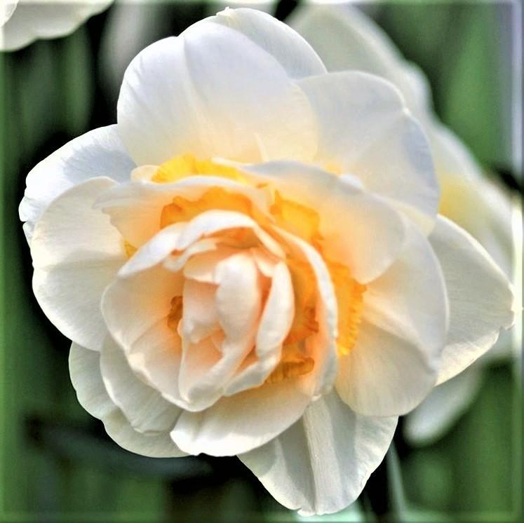 Narcissus - Daffodil Bridal Crown