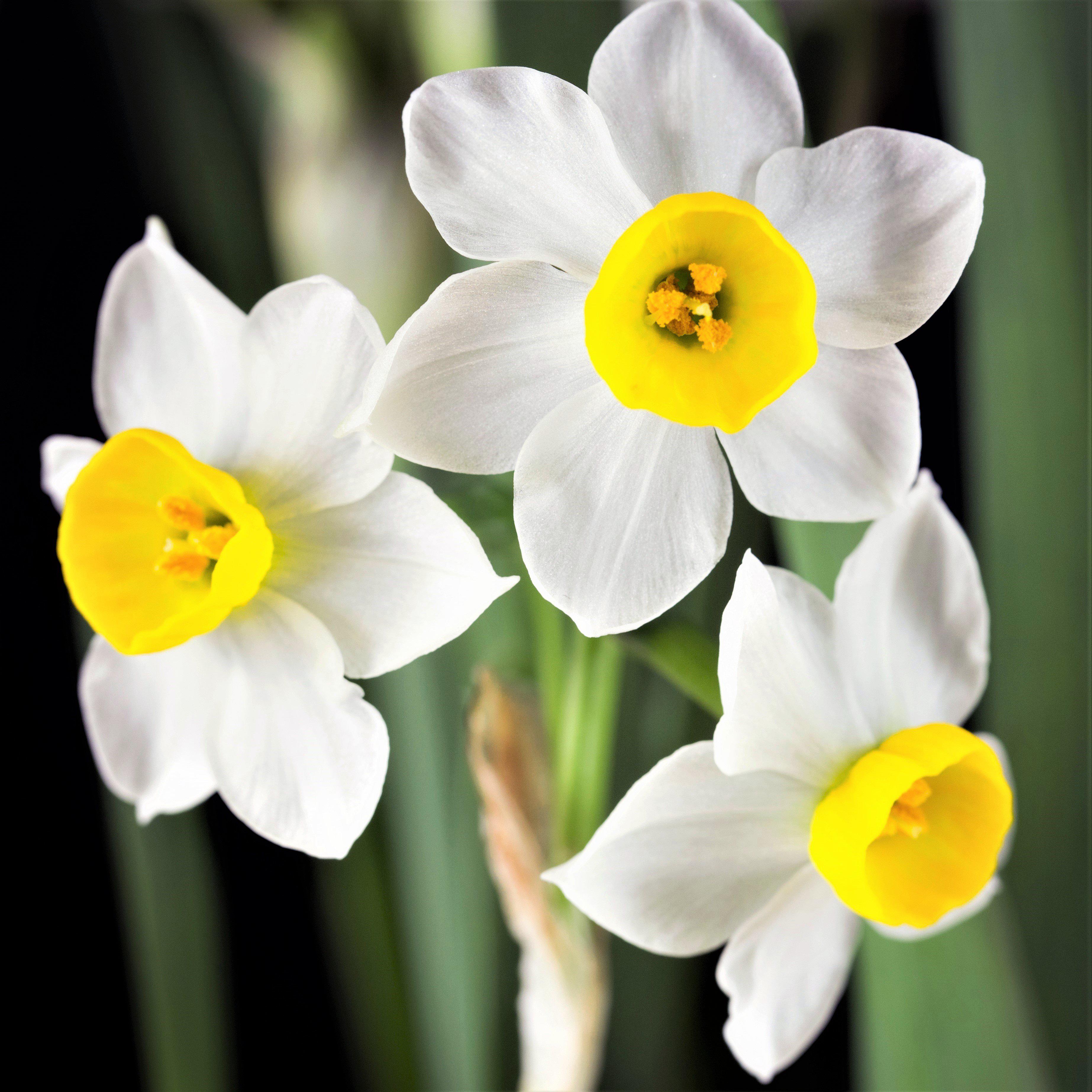 Narcissus - Daffodil Canaliculatus