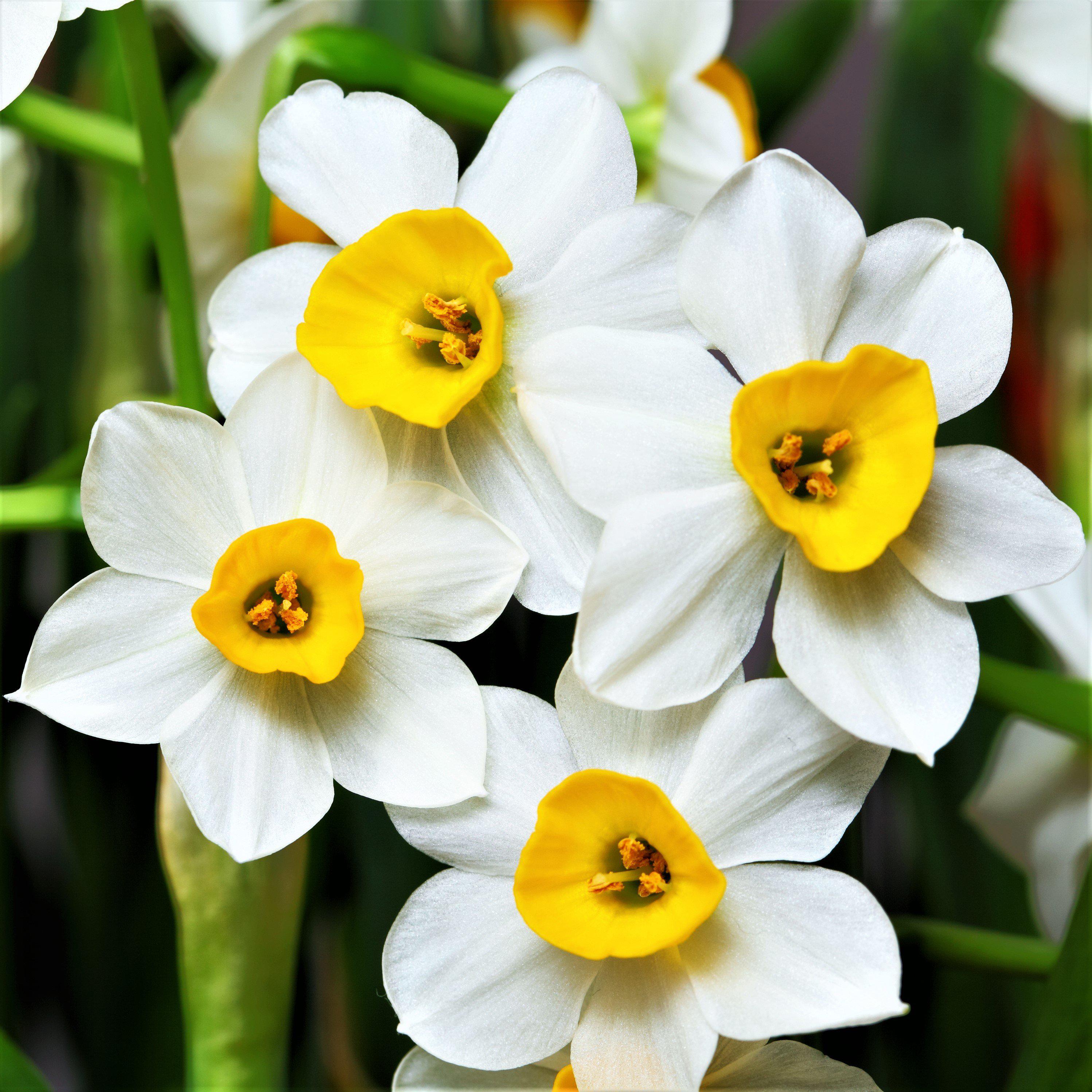 Narcissus - Daffodil Sweet Petite Mix