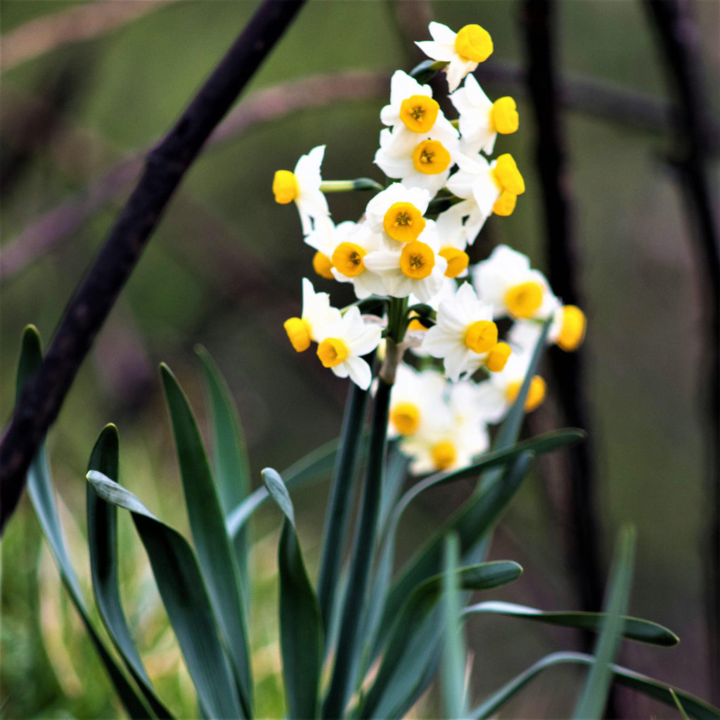 Narcissus - Daffodil Sweet Petite Mix