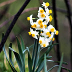 Narcissus - Daffodil Sweet Petite Mix