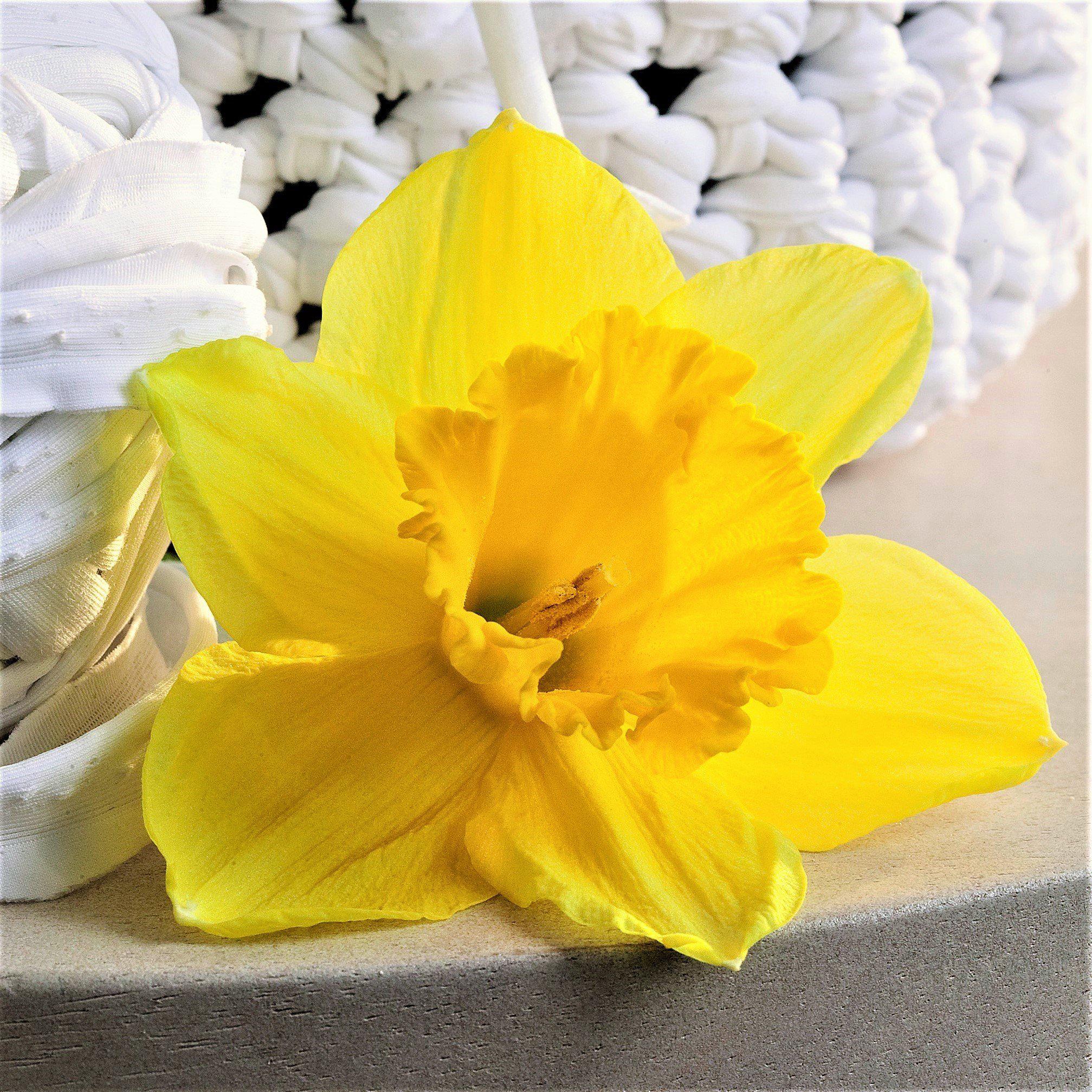 Narcissus - Daffodil Carlton
