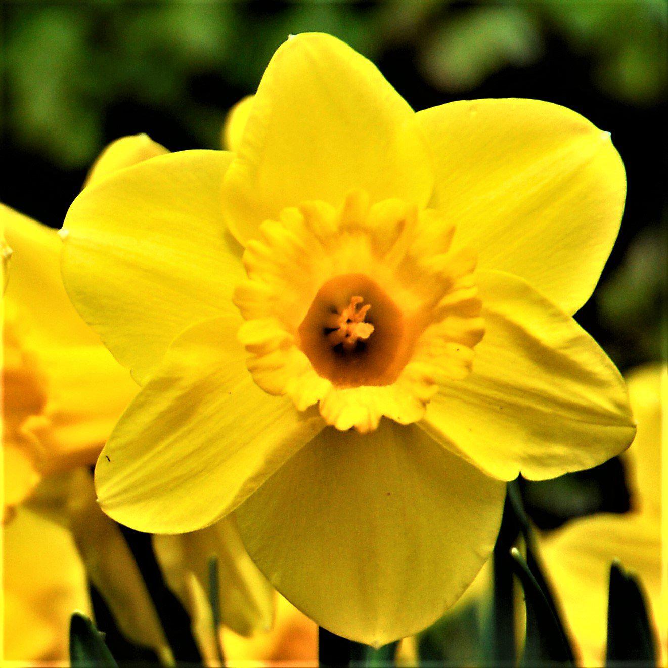 Narcissus - Daffodil Carlton