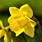 Narcissus - Daffodil Carlton
