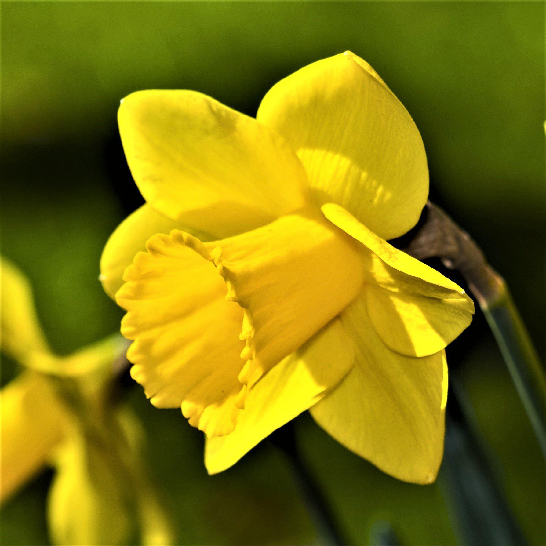 Narcissus - Daffodil Carlton