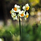 Narcissus - Daffodil Chinese Sacred Lily