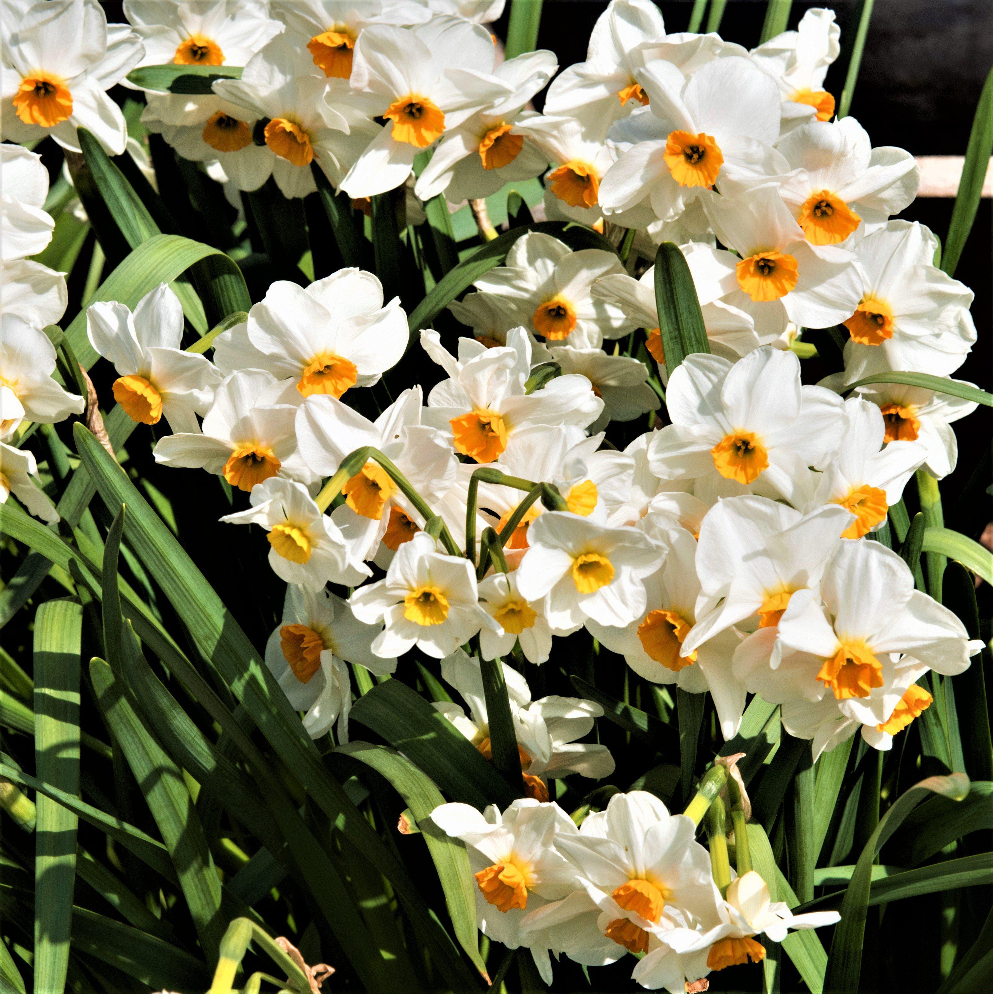 Narcissus - Daffodil Geranium