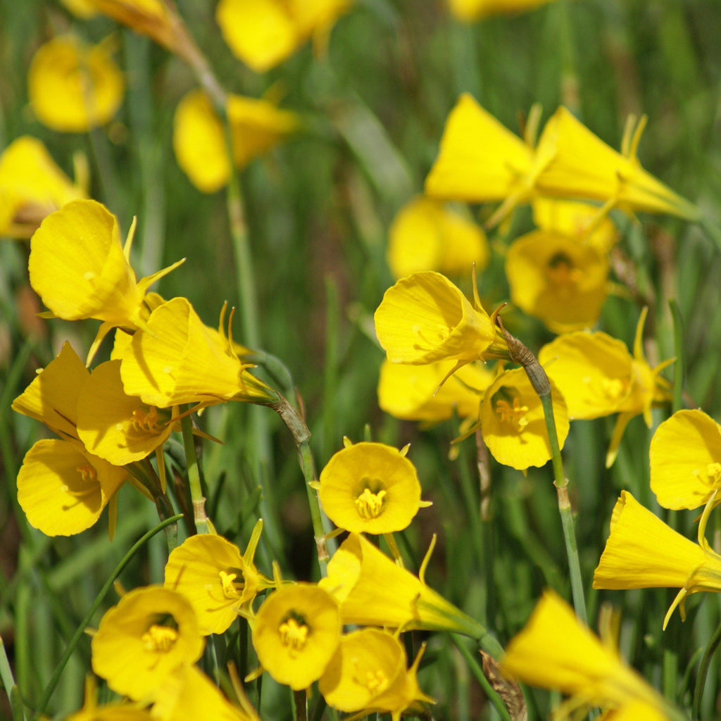 Narcissus - Daffodil Sweet Petite Mix