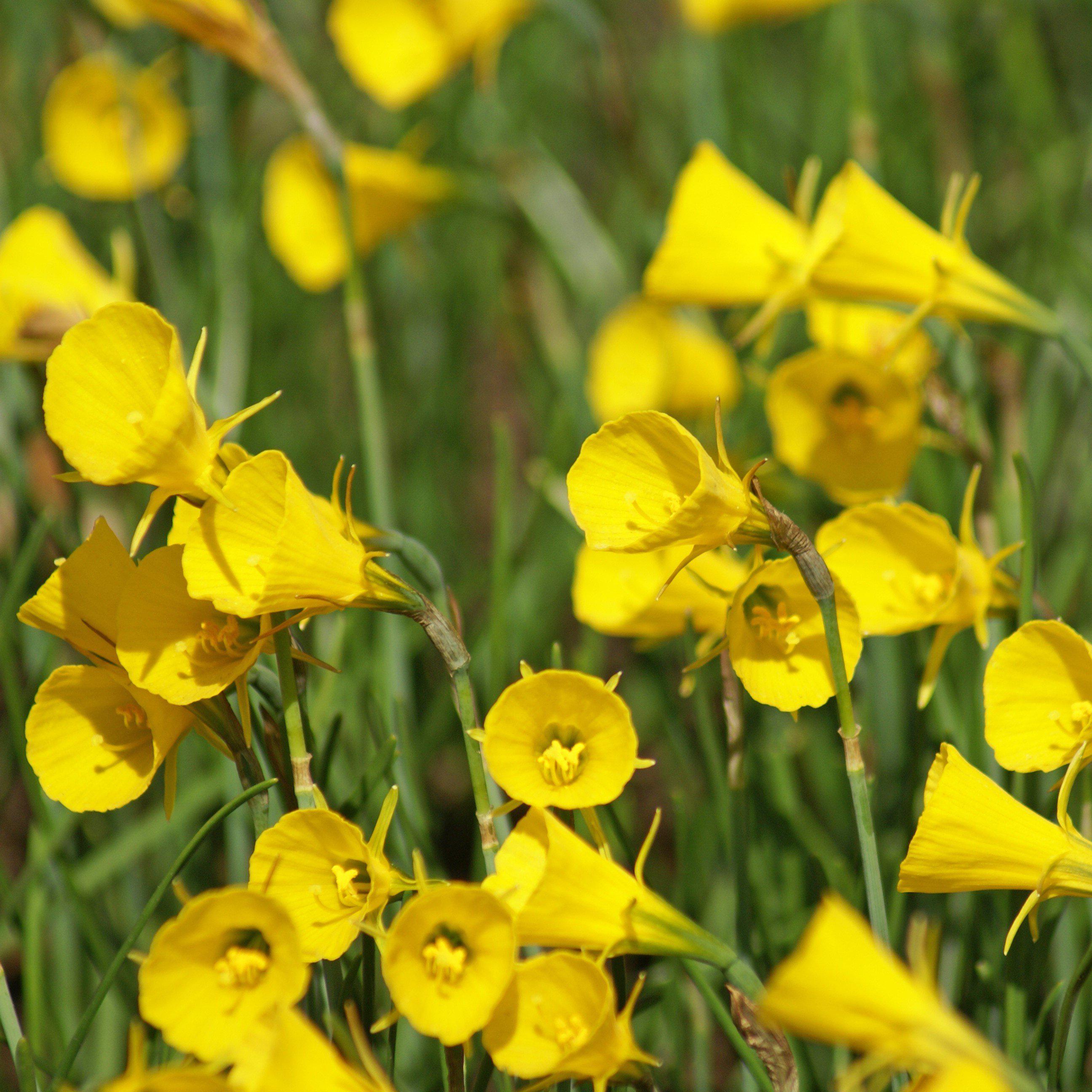Narcissus - Daffodil Sweet Petite Mix