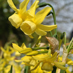 Narcissus - Daffodil Sweet Petite Mix