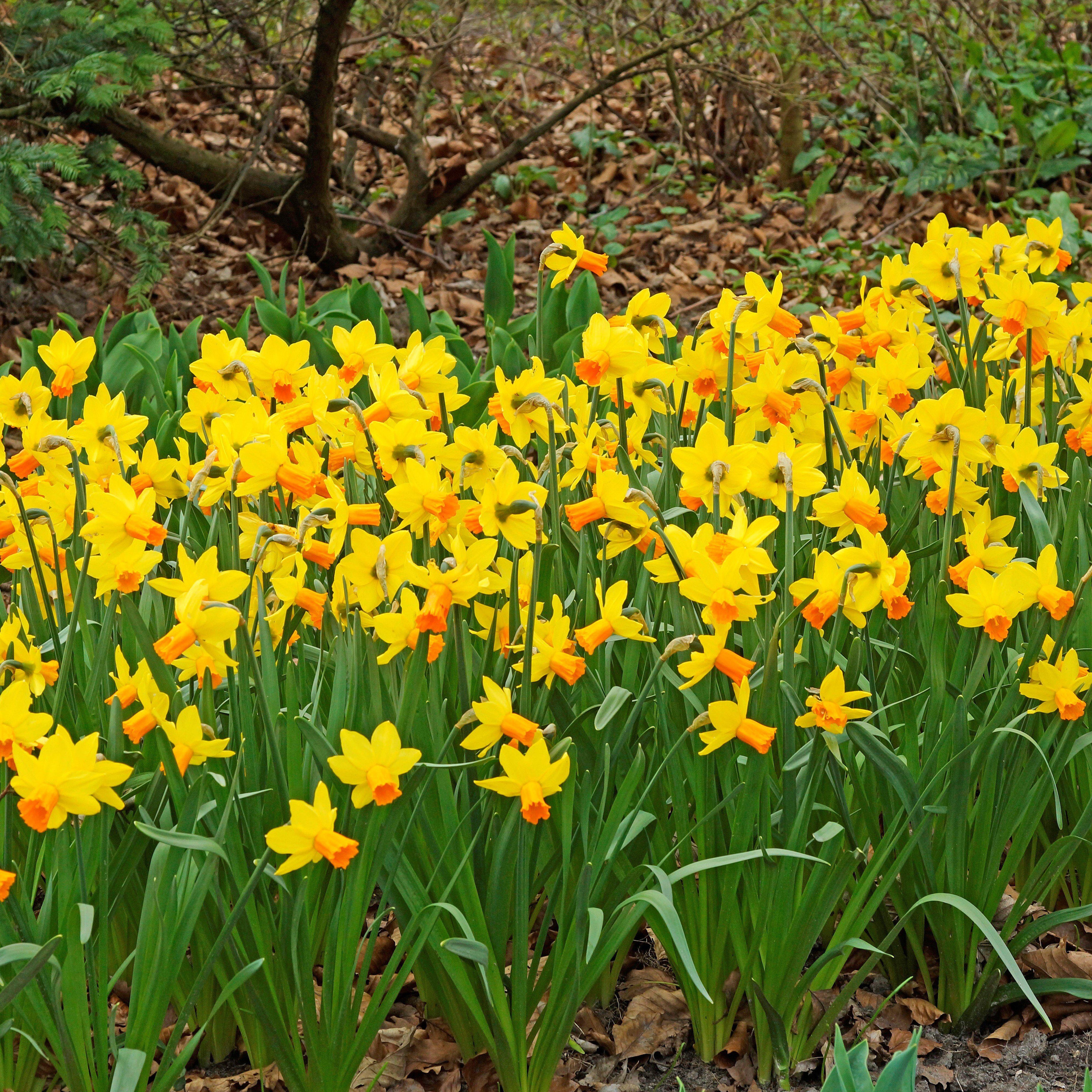 Narcissus - Daffodil Jetfire