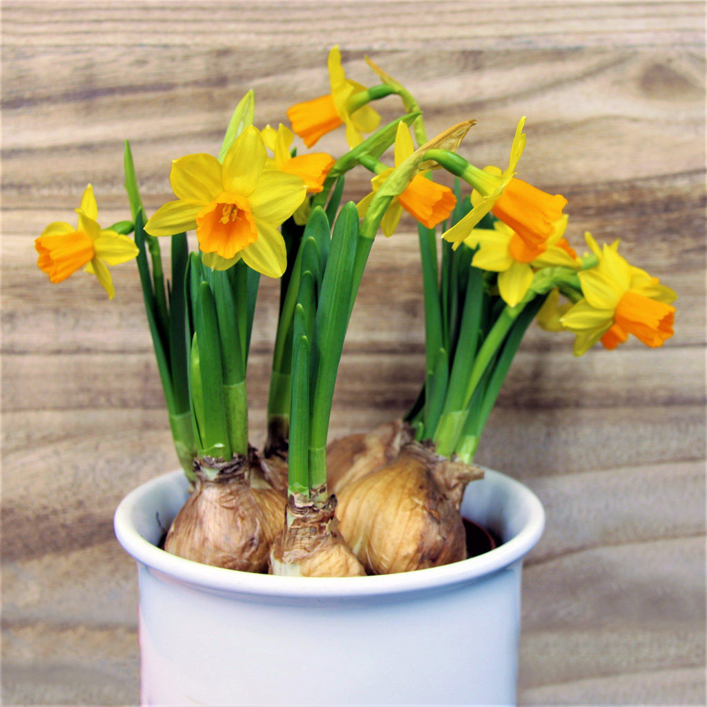 Narcissus - Daffodil Sweet Petite Mix