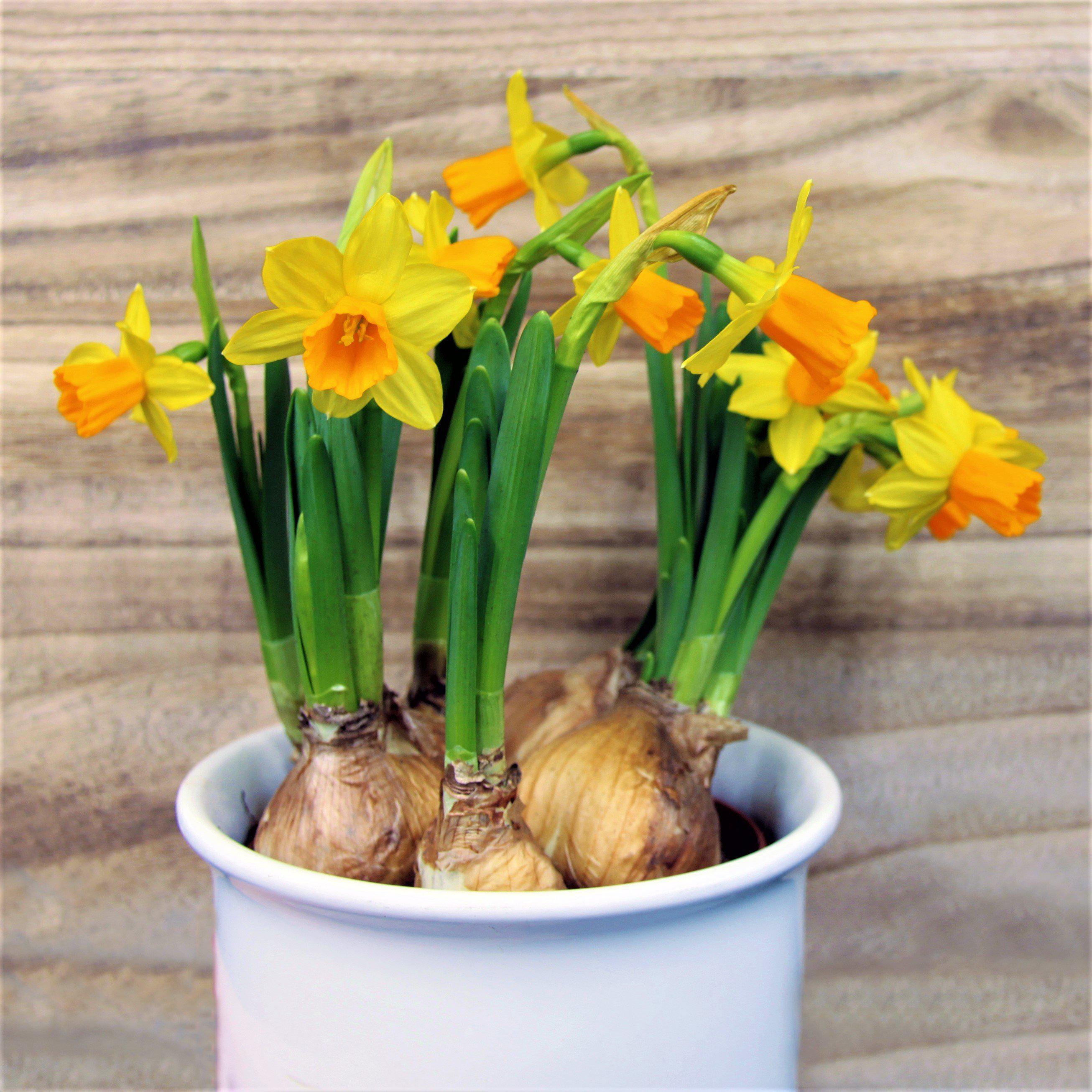 Narcissus - Daffodil Sweet Petite Mix