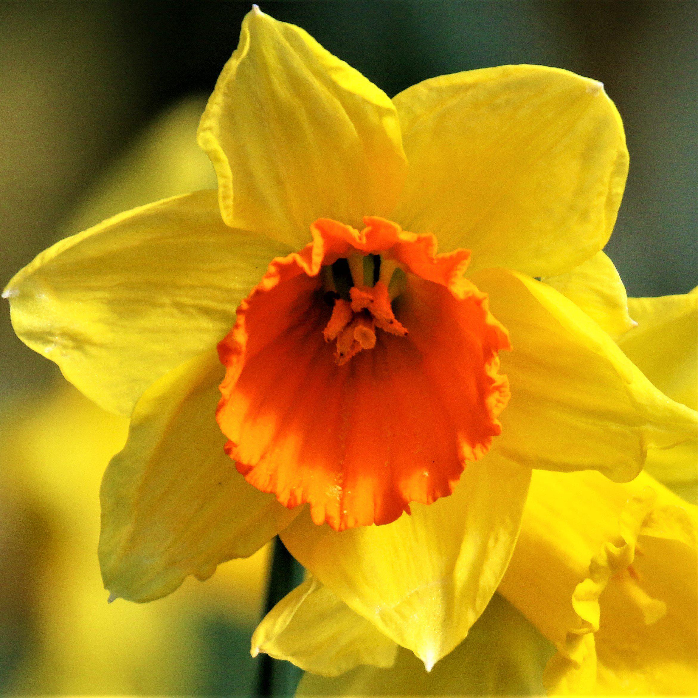 Narcissus - Daffodil Jetfire
