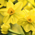 Narcissus - Daffodil Sweet Petite Mix