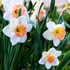 Narcissus - Daffodil Precocious