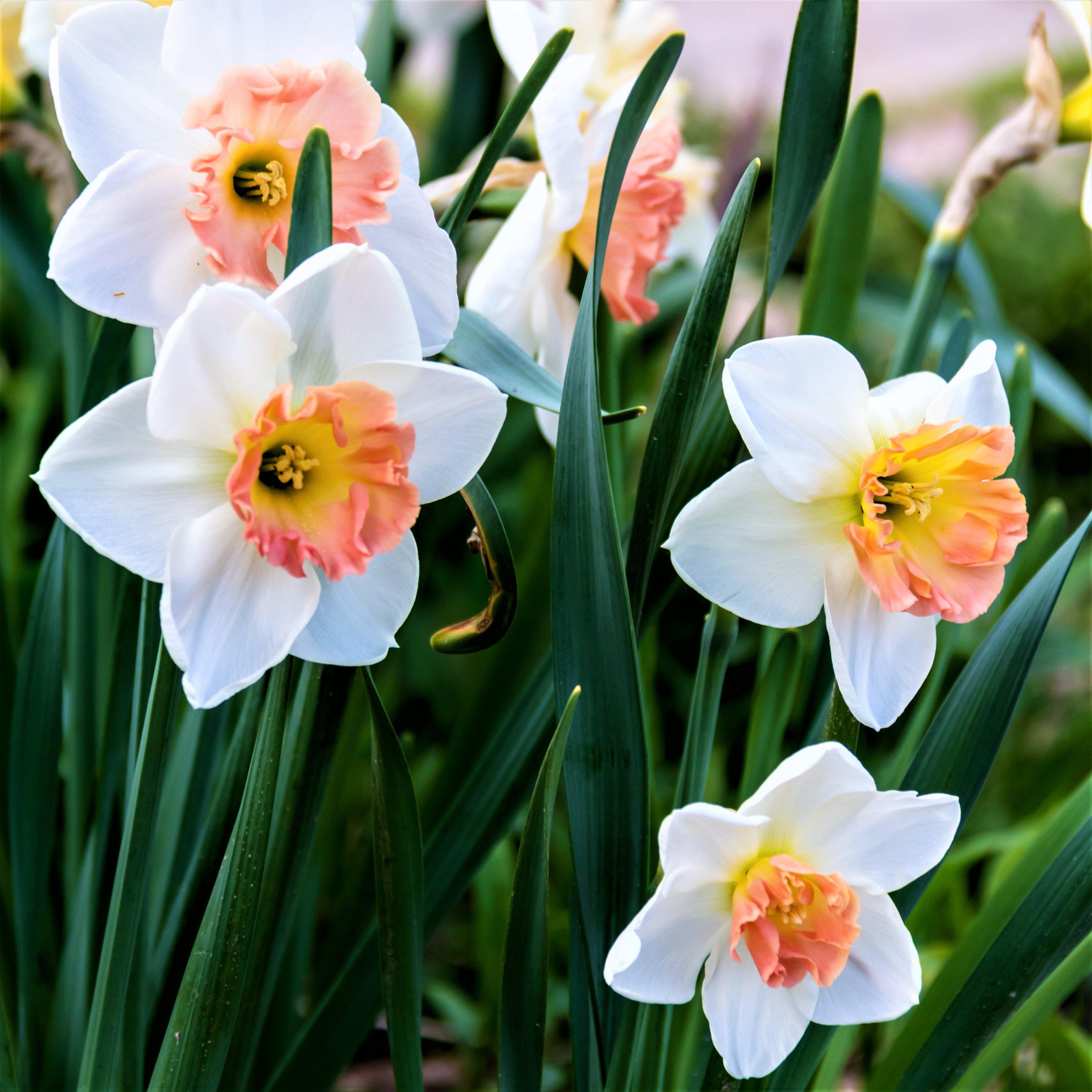 Narcissus - Daffodil Precocious