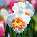 Narcissus - Daffodil Precocious