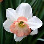 Narcissus - Daffodil Precocious
