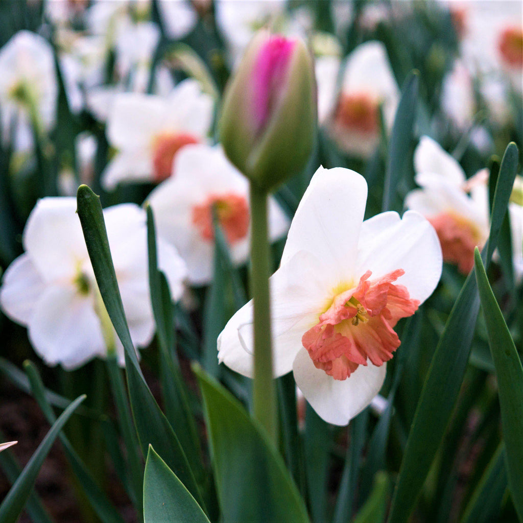 Narcissus - Daffodil Precocious